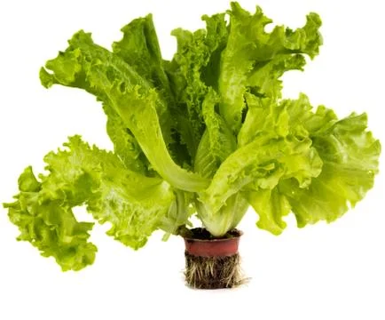 Green salad Stock Photos