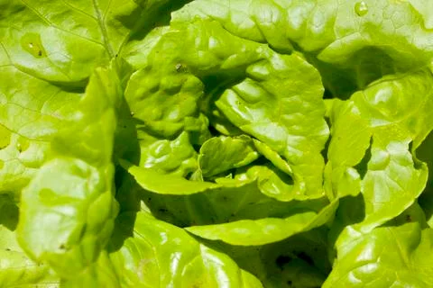Green salad Stock Photos