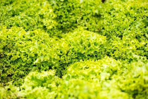 Green salad Stock-Fotos