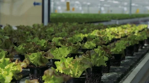 Green salad pots on a Production Line in production vegetables factory Stock Footage
