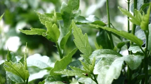 Green salad soft focus Stock Footage 63176725