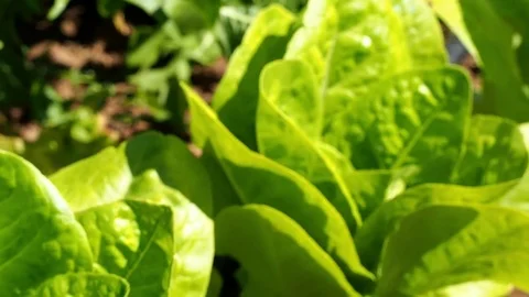 Green Salad vegetable garden Video stock 75463367