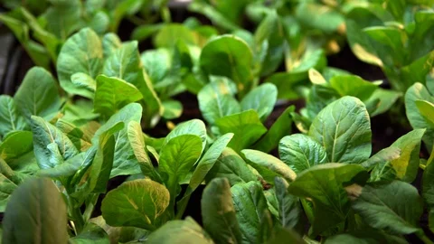 Green salad vegetable. hydroponics Vegetable Farm.	 Stock Footage 98886516