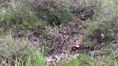 Green Sand lizard in breeding colours in undergrowth on the  sea coast 動画素材 282647531