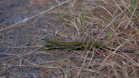 Green Sand Lizard On Ground In Forest Stock-Footage 134230401