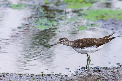 Green sandpiper or Tringa ochropus Stock Photos