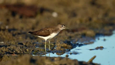 Green sandpiper (Tringa ochropus) Stock Footage 246580090