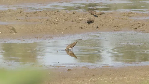 Green sandpipers (Tringa ochropus) foraging in forest lake Stock Footage 211403195