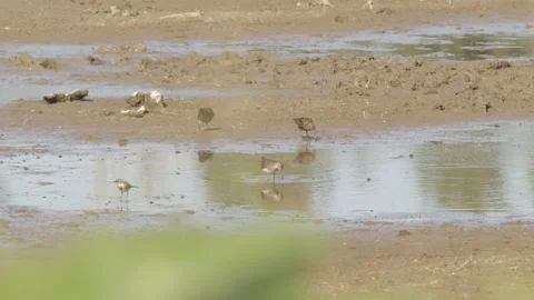Green sandpipers (Tringa ochropus) foraging in forest lake Stock Footage 211403345