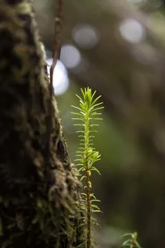 Green sapling growing by mossy tree trunk Stock Photos