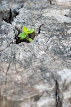 Green Sapling Growing from Old Tree Stump Stock Photos