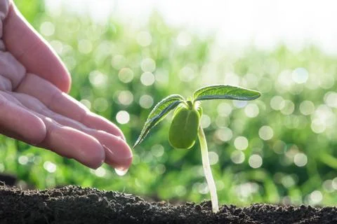 Green sapling growth Stock Photos