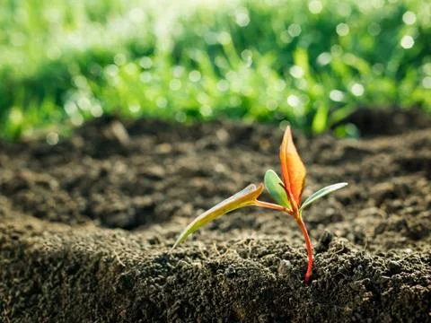 Green sapling growth Stock Photos