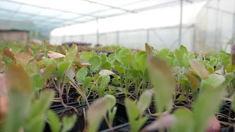 Green saplings Stock Footage 126776129