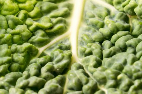 Green savoy cabbage leaf Stock Photos