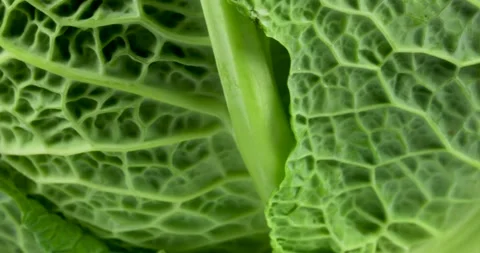 Green savoy cabbage rotating Stock Footage 146205963