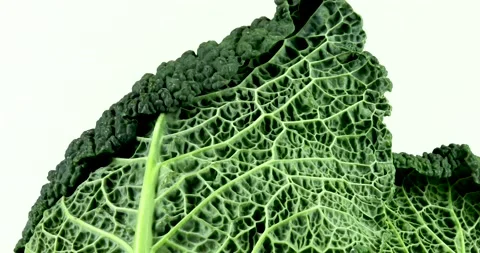 Green savoy cabbage rotating Stock Footage 146205965