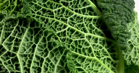 Green savoy cabbage rotating 動画素材 146205982