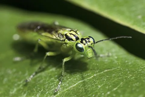 Green sawfly on a leaf Stock Photos