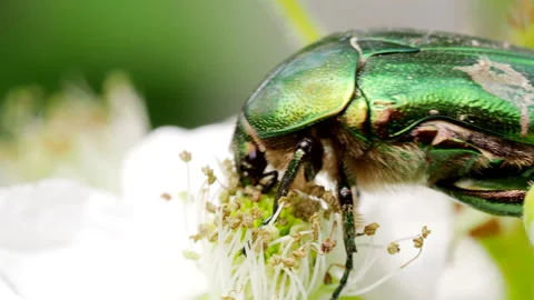 Green scarab bug- June Beetle feeding on white flowers of Blackberry in 4K VIDEO Stock Footage 150554184