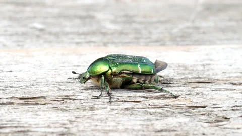 Green scarab bug- June Beetle flying out of the wooden board in 4K VIDEO. Stock Footage 150554555