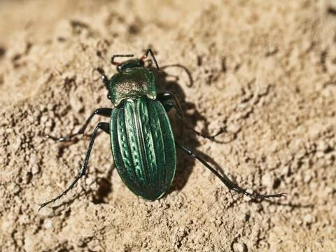 Green scarab Foto stock