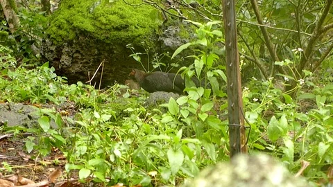 Green scenery Stock Footage 104762393