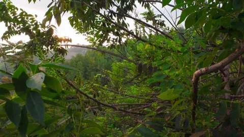 Green Scenery Stock Footage 319551315