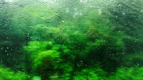 The green scenery outside the train window on a rainy day. 스톡 동영상 337404060
