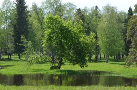 Green scenery Stock Photos