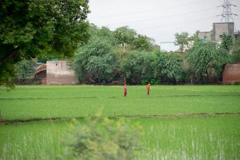 Green scenery. Stock Photos