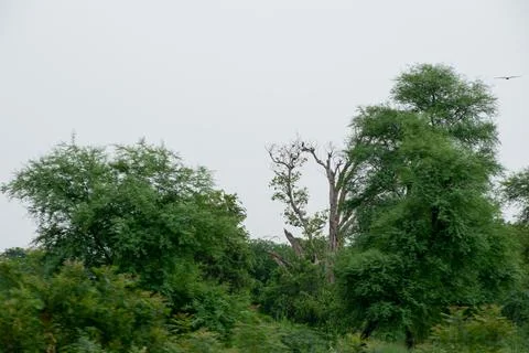 Green scenery. Stock Photos