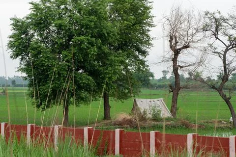 Green scenery. Stock Photos