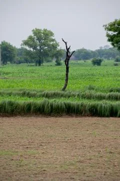 Green scenery. Foto stock