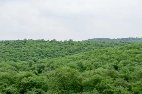 Green scenery. Stock Photos