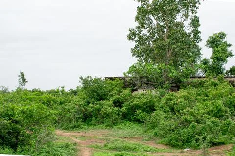 Green scenery. Stock Photos