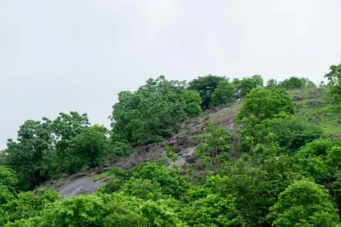 Green scenery. Stock Photos