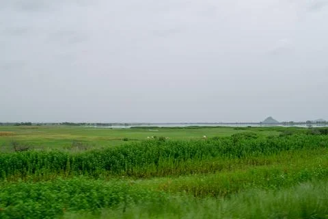 Green scenery. Stock Photos