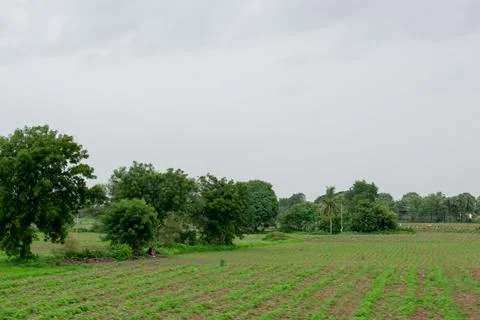 Green scenery. Stock Photos
