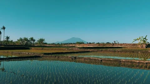 Green scenery of rice fields with mountain background Stock Footage 281916339