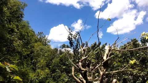 Green Scenery Under Blue Sky Stock Footage 330274199