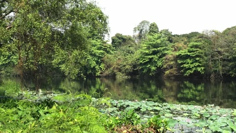 Green Scenic View Over the River Kwai with Floating Leaves and Overhanging Tree Video stock 330953769