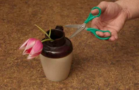 Green Scissors Attacking Helpless Tulip Stock Photos