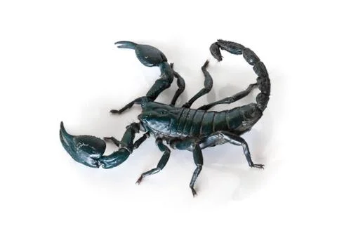 Green scorpion Stock Photos