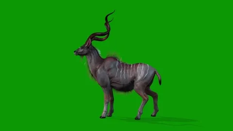 Green Screen 3D Kudu Animation idle Scene From Left-Wildlife Render Stock Footage 316328207