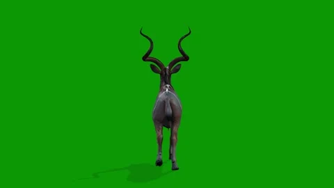 Green Screen 3D Kudu Animation Walking Back-Wildlife Render Stock Footage 316328218