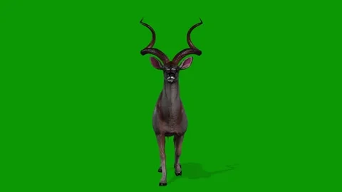 Green Screen 3D Kudu Animation Walking Front-Wildlife Render Stock Footage 316328222