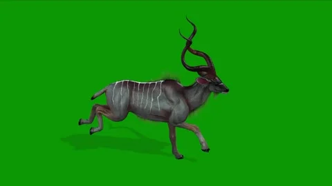 Green Screen 3D Kudu Animation Run Fast Right-Wildlife Render Stock Footage 316328238