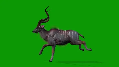 Green Screen 3D Kudu Animation Run Fast Left-Wildlife Render Stock Footage 316328242