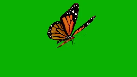 Green screen and the butterfly Stock Footage
